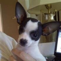 Lola Parsons
