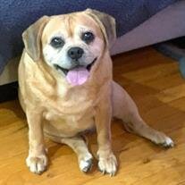 Lucy Pookie Anderson