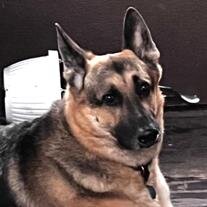Tank North