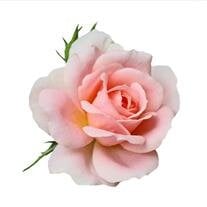 Mrs. Annie D. Harris - Gillespie