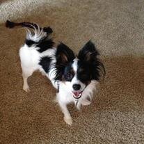 Gizmo