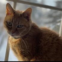Milo Hammond