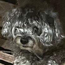 Barkley Alfonsi