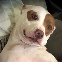 Slash Budrow