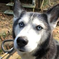 Wolfie Wilcott