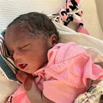 Little Miss Lhynnx Veramani Herring