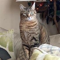 Tiger Dybas