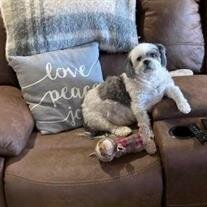 Stella