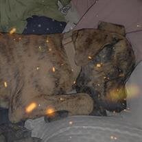 Brutus
