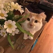 Gracie Mattis