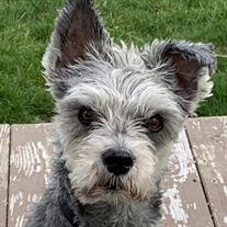 Doogie Siegel