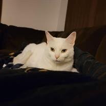 Ermine McQuillen