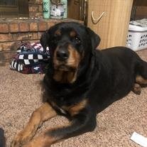 Scout