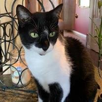 Miss Puss Chavez