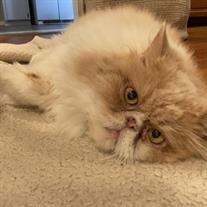 Sammie Plemmons