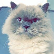 Silverbells Gombach