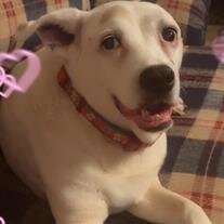 Nala Ann Alford