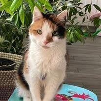 Sophie