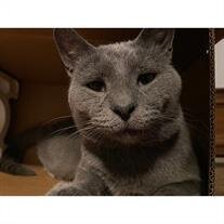 Loki