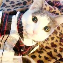 Hennessy Kitty Albrecht