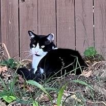 Oreo