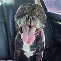 Deebo Wolfe