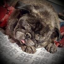 Smoky James Arlo Pippin Maxie