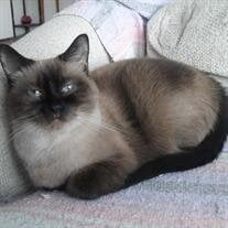 Fluffy Anderson