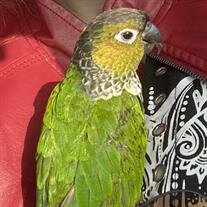 Mr. Pickles Grden