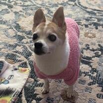 Chloe