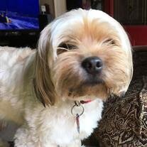 Charley Henry Alberts