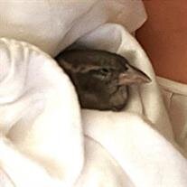 Birdie Chandler