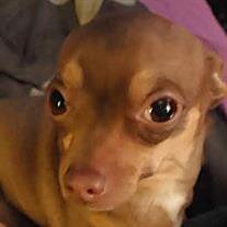 Bean Leone