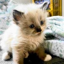 Little Dude Humphrey