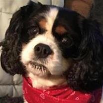 Tater Tot Danner