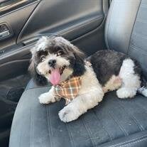 Elvis