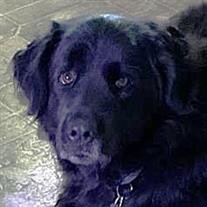 Ruger Deflavis