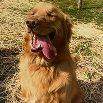 Keeper Harlow