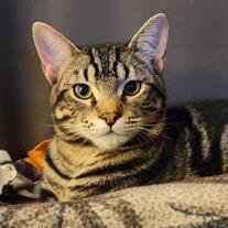 Peanut