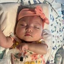 Scarlett Rose Navarrete