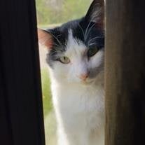 Oreo