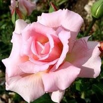 Linda Ann Hurd