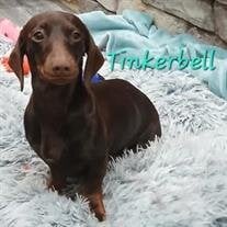 Tinkerbell Lael