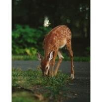 Steven Edward Oertel