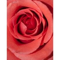 Rose Ann Noble