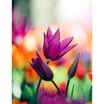 Patricia Marie Jacobson