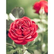 Darlene M Reutter