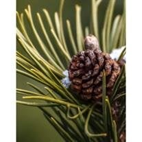 Willis Stillman Goodenough, Sr.