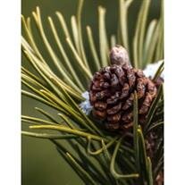 Alfred John Stephanie