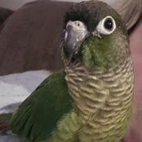Cuddles Lester